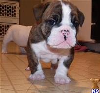 English Bulldog